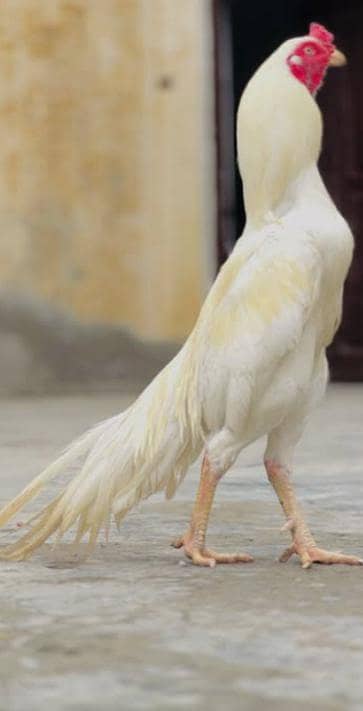Heera aseel and American white chakor egg for sale.