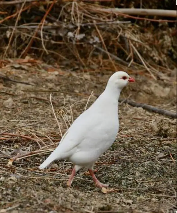 Heera aseel and American white chakor egg for sale. — photo 2