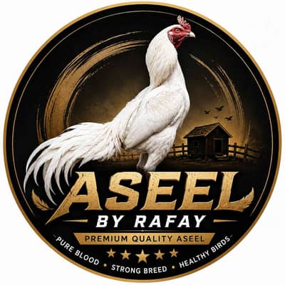 Aseel by Rafay