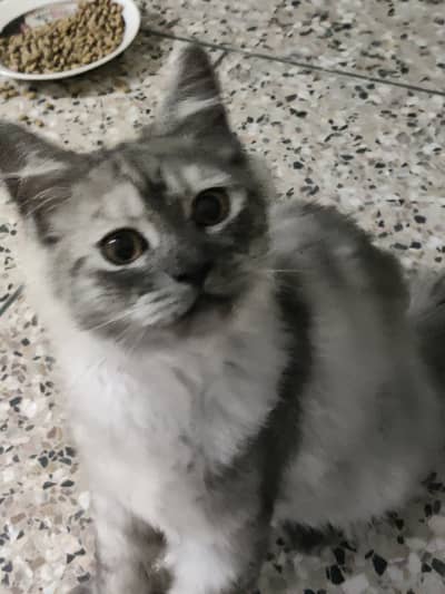 3 Persian Cats for Sale