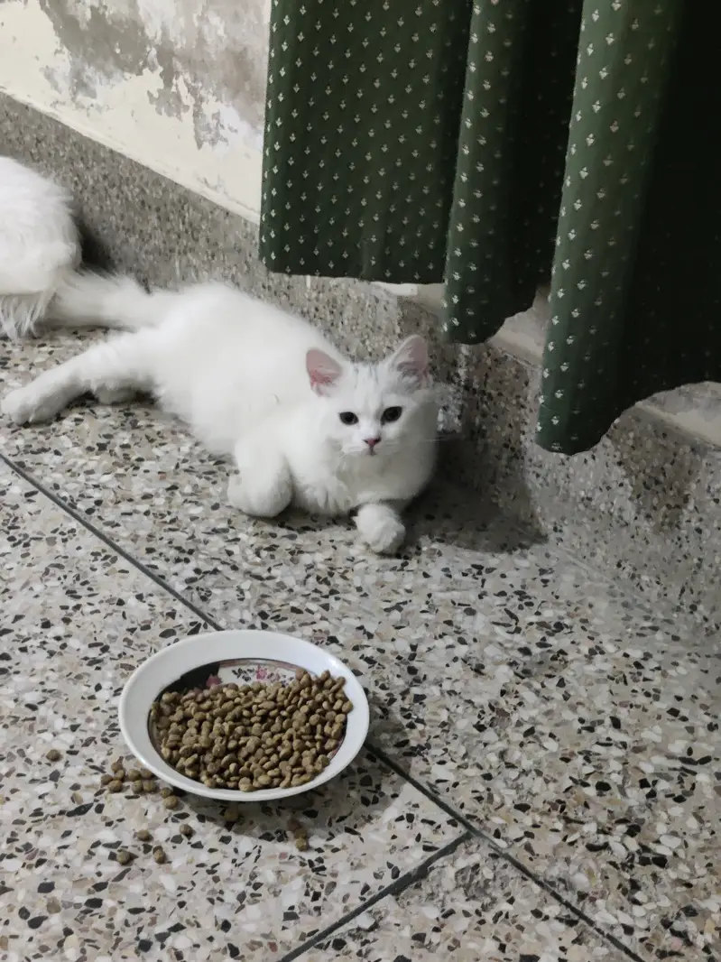 3 Persian Cats for Sale — photo 2