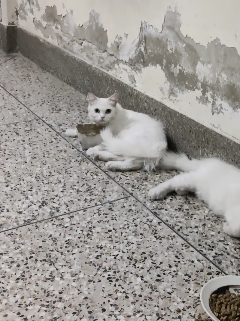 3 Persian Cats for Sale — photo 3