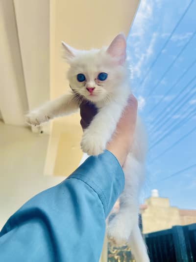 Persian Cat