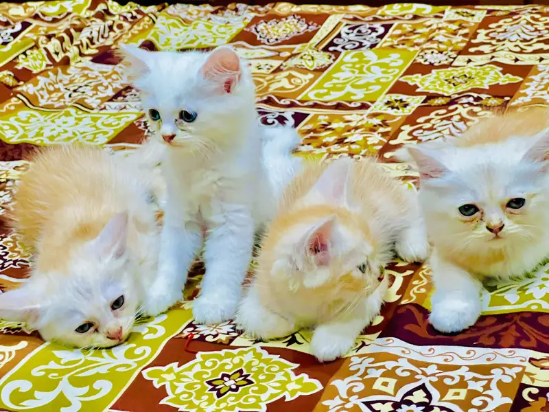 Persian Cat — photo 4