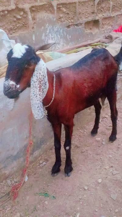 Bakri for sale 4 danth