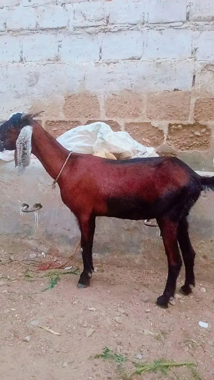 Bakri for sale 4 danth — photo 2
