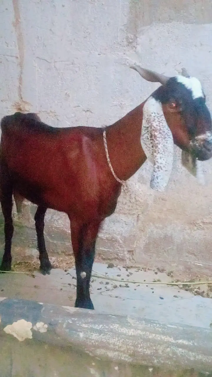 Bakri for sale 4 danth — photo 3