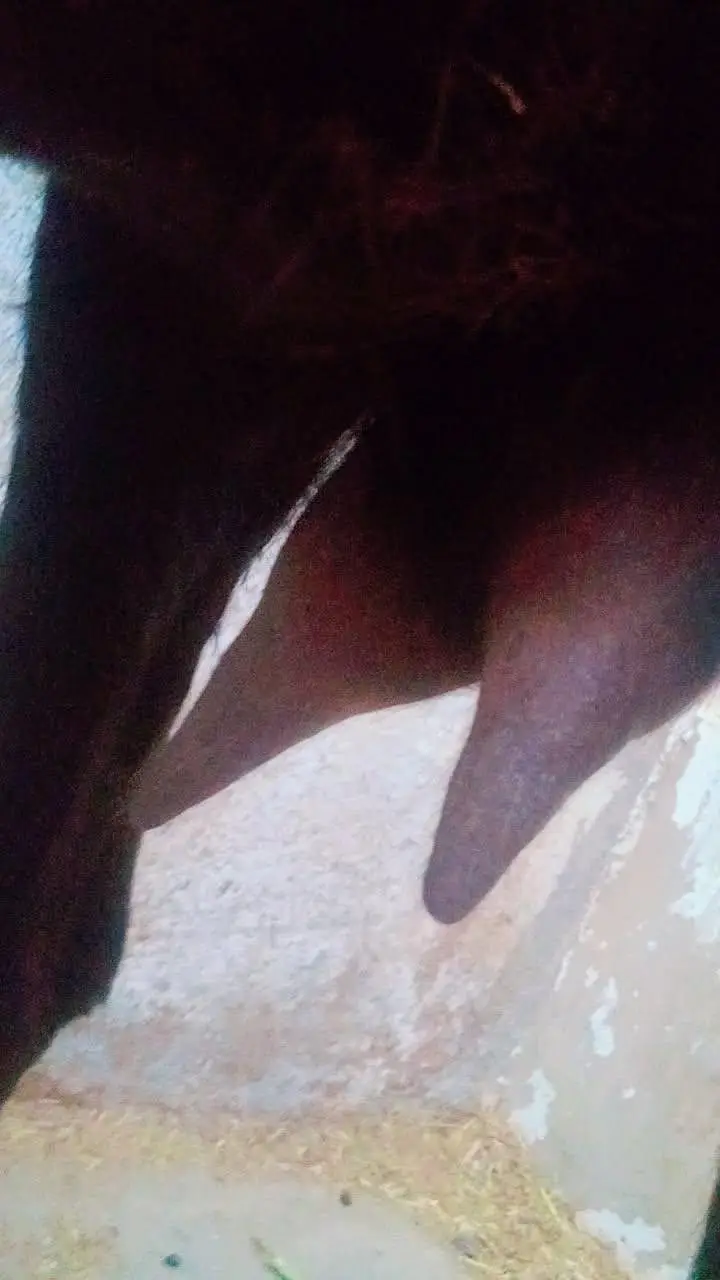 Bakri for sale 4 danth — photo 4
