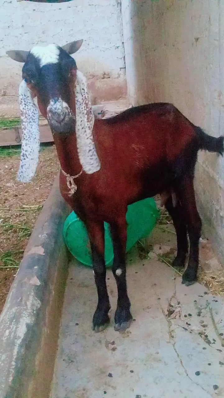 Bakri for sale 4 danth — photo 6