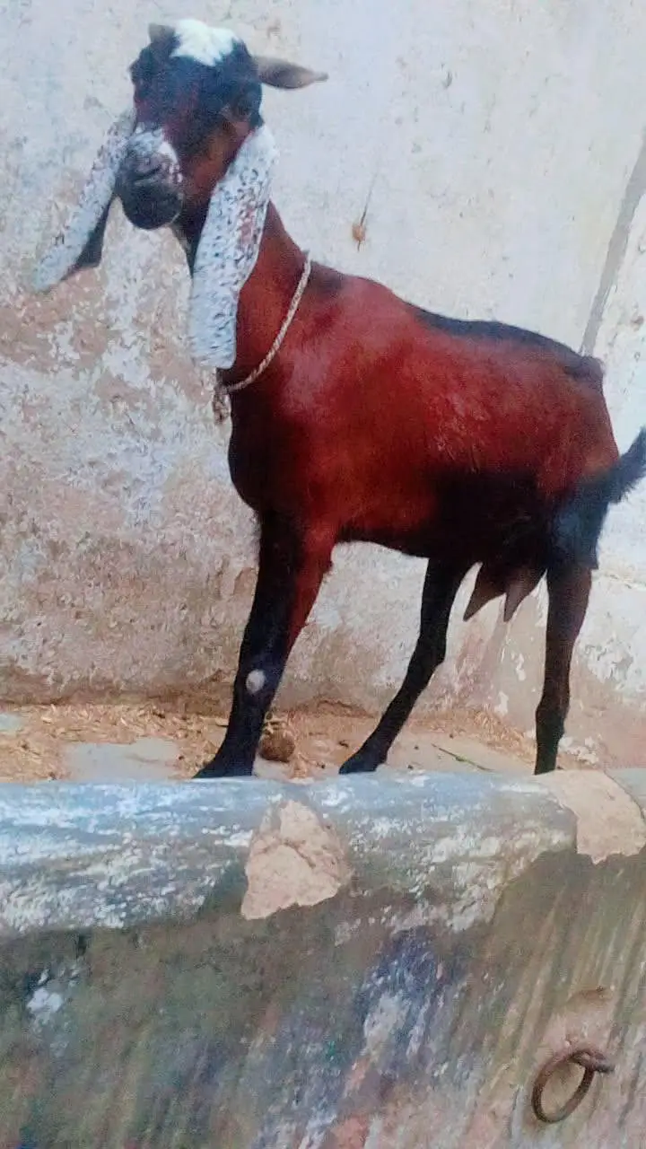 Bakri for sale 4 danth — photo 7