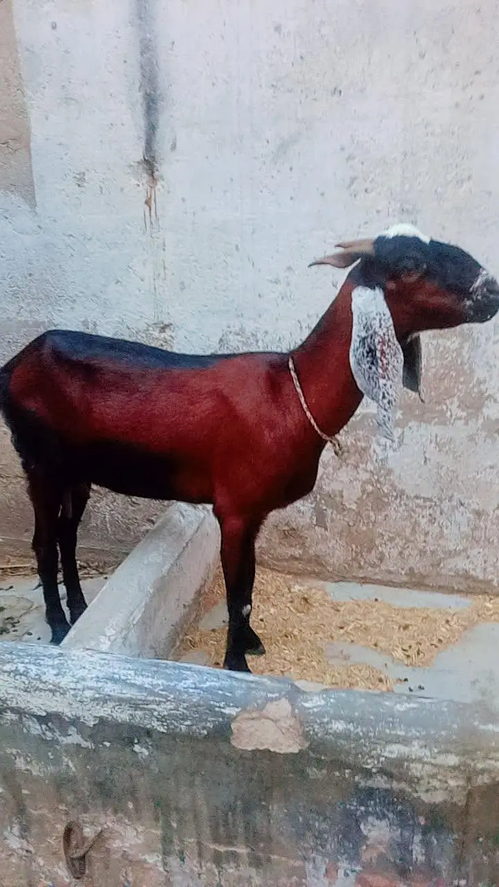 Bakri for sale 4 danth — photo 8