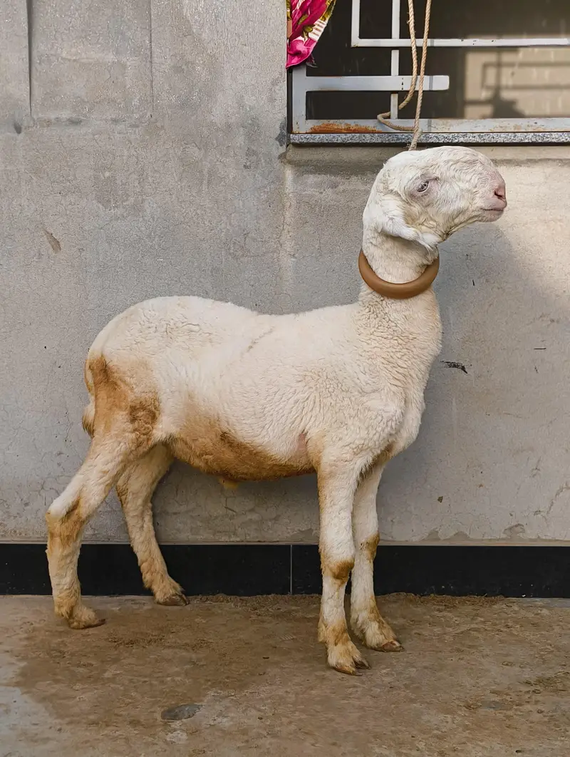 Pure Mundra sheep