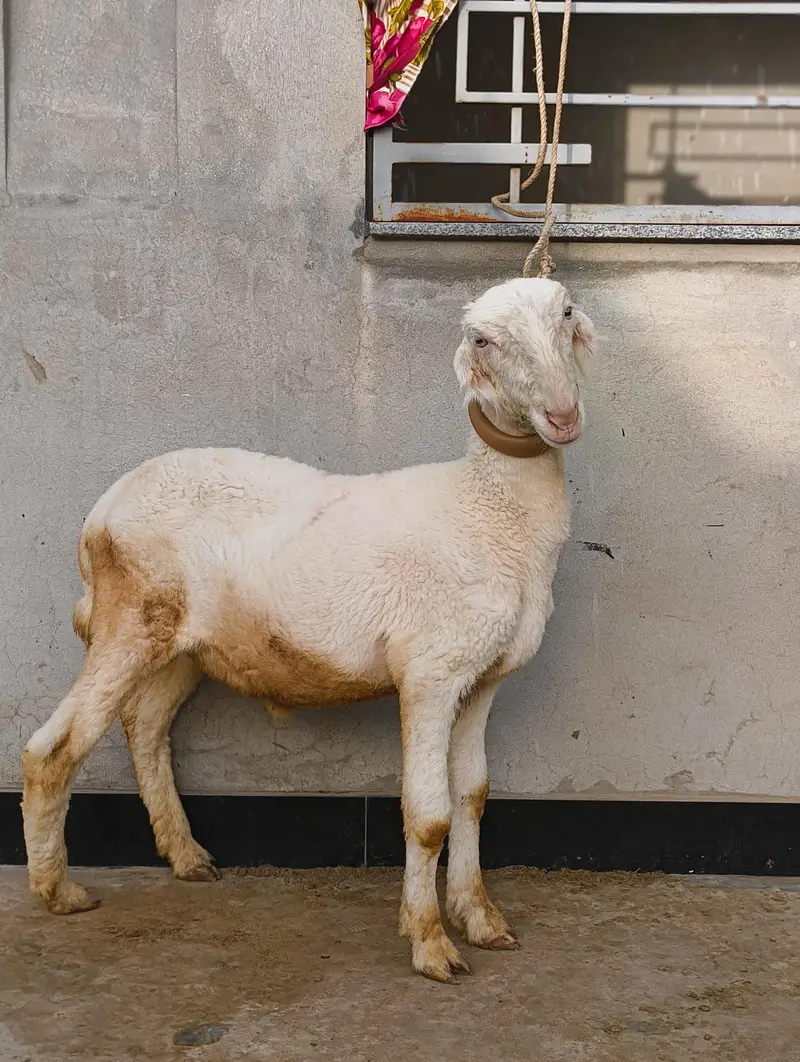 Pure Mundra sheep — photo 2