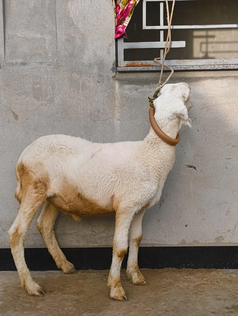 Pure Mundra sheep — photo 3