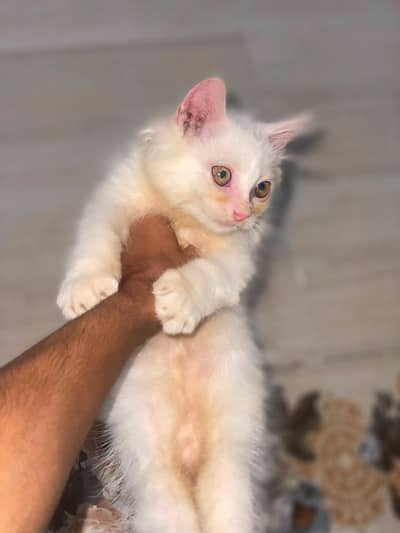 Selling my Bella