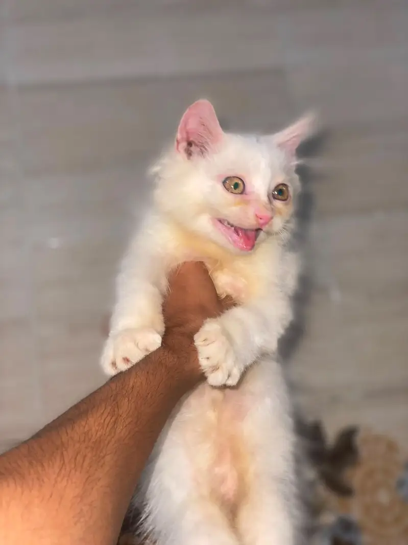 Selling my Bella — photo 2
