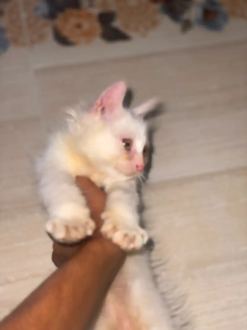 Selling my Bella — photo 3