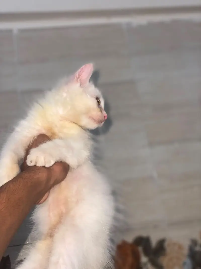 Selling my Bella — photo 4