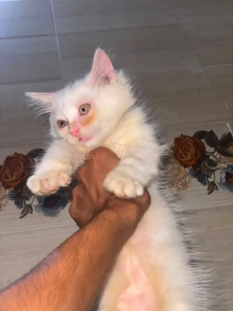Selling my Bella — photo 5