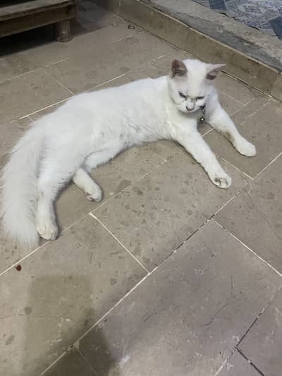Parsian female double coted cat