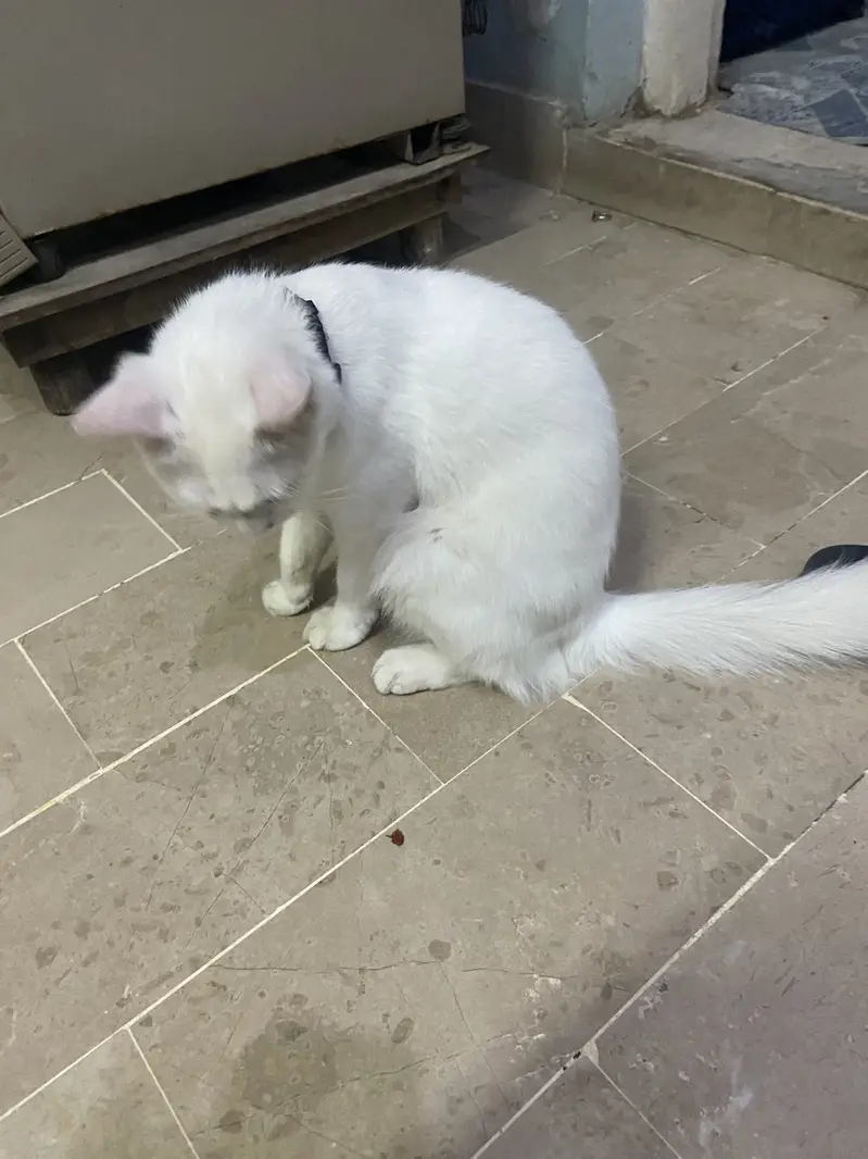 Parsian female double coted cat — photo 2