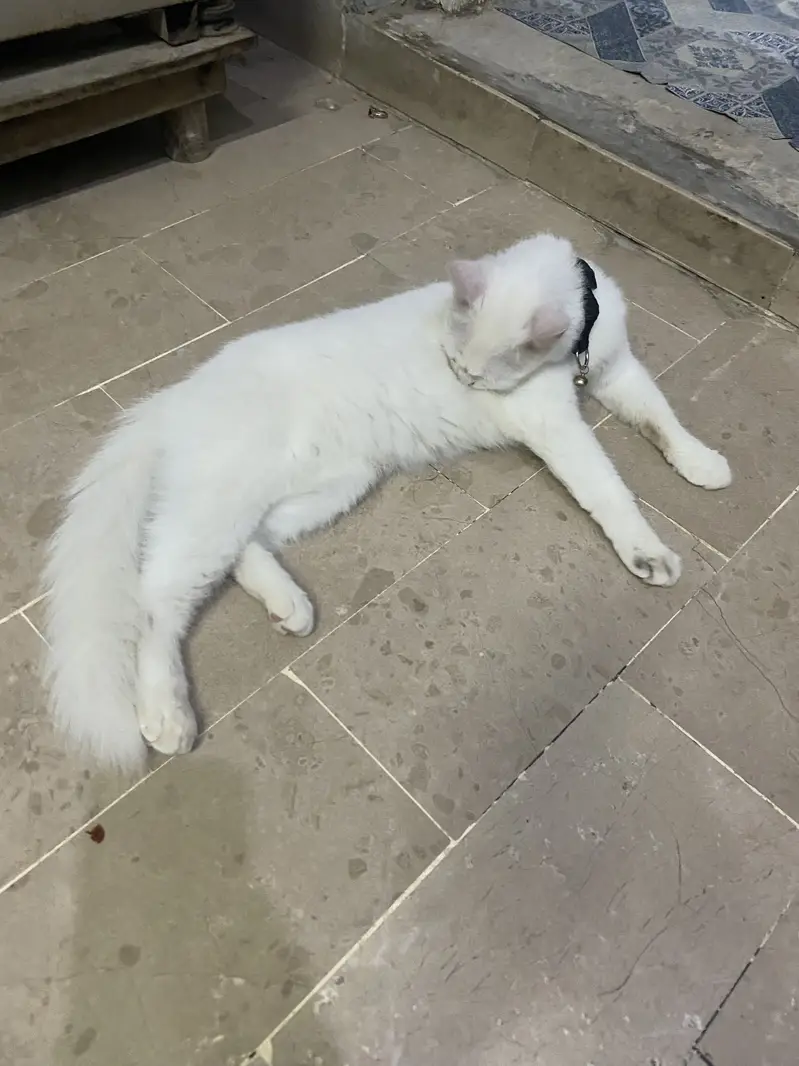 Parsian female double coted cat — photo 3