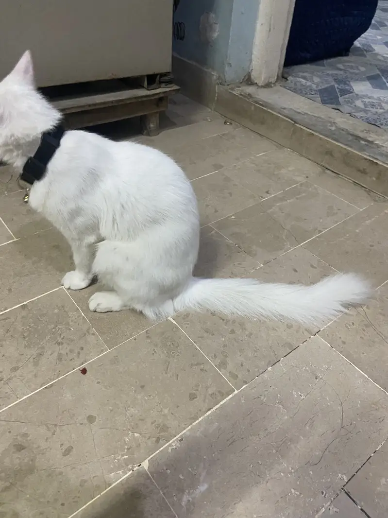 Parsian female double coted cat — photo 4