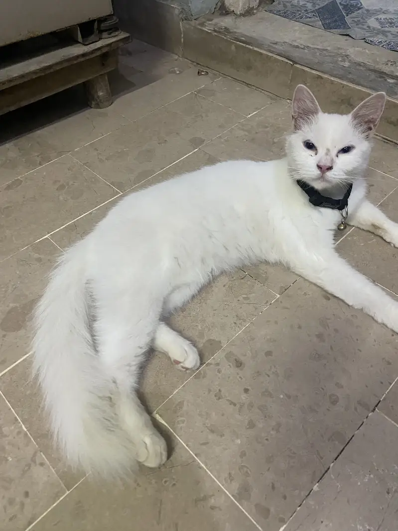 Parsian female double coted cat — photo 5