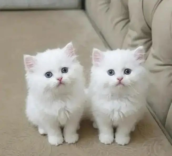 Persian cat triple cod for sale,my — photo 5
