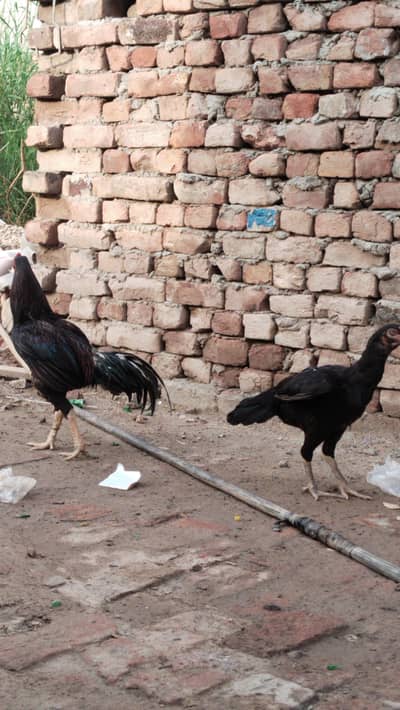 Chowk Kumharan Wala Hassan abad colony khanewal road Multan
