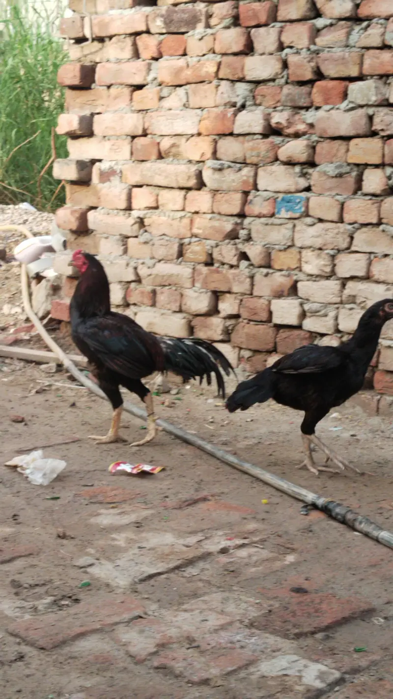 Chowk Kumharan Wala Hassan abad colony khanewal road Multan — photo 2