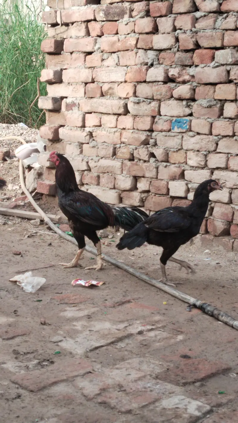 Chowk Kumharan Wala Hassan abad colony khanewal road Multan — photo 3