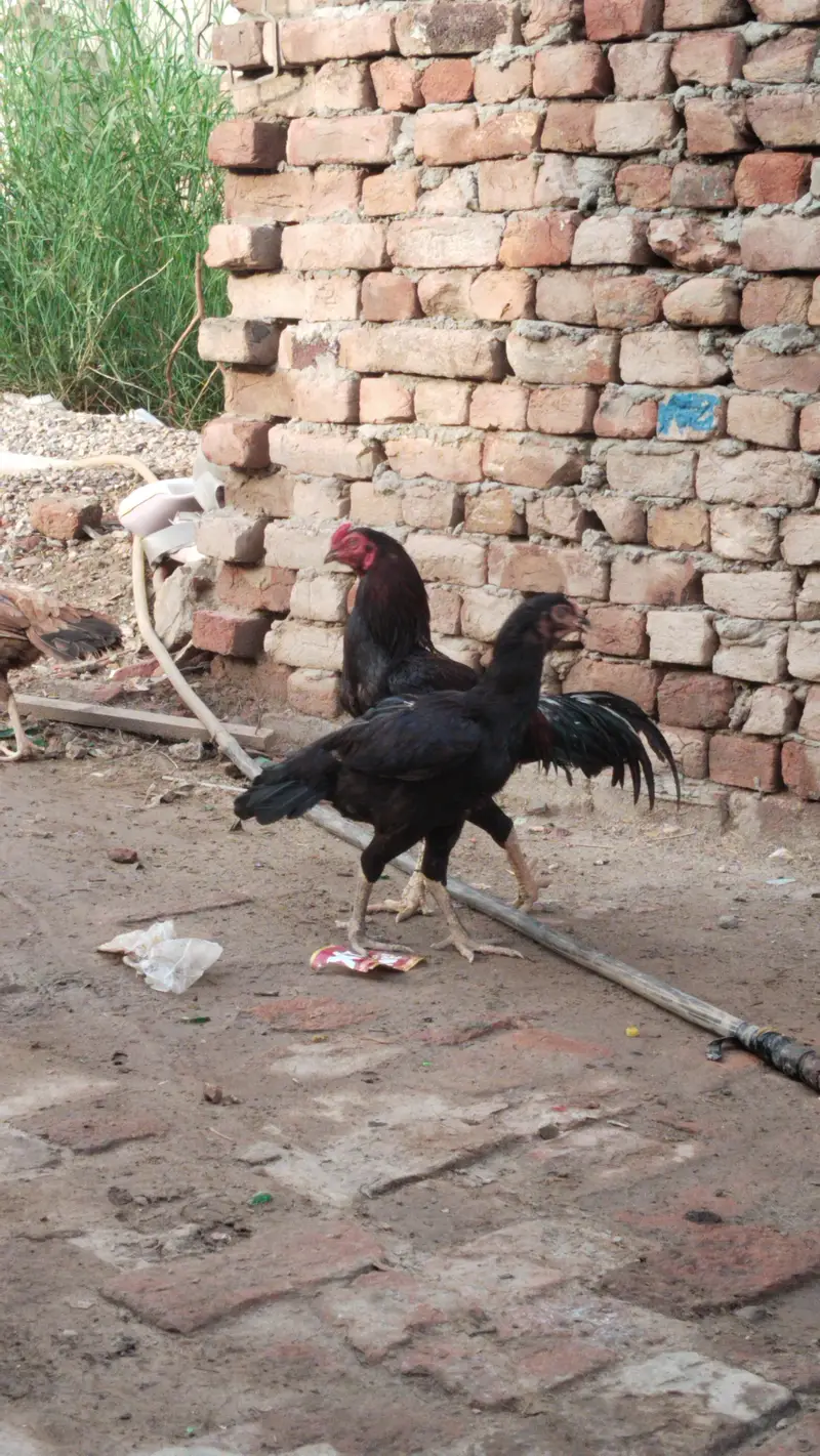 Chowk Kumharan Wala Hassan abad colony khanewal road Multan — photo 4