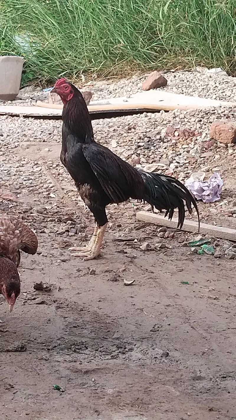 Chowk Kumharan Wala Hassan abad colony khanewal road Multan — photo 5