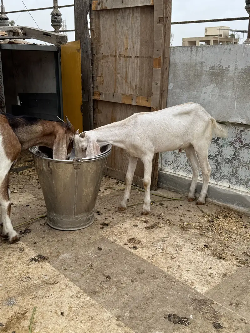 2 bakre hain aik 7 mahine ke aik 5 mahine — photo 2