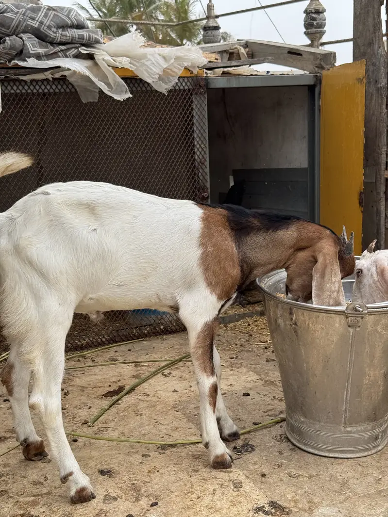 2 bakre hain aik 7 mahine ke aik 5 mahine — photo 3