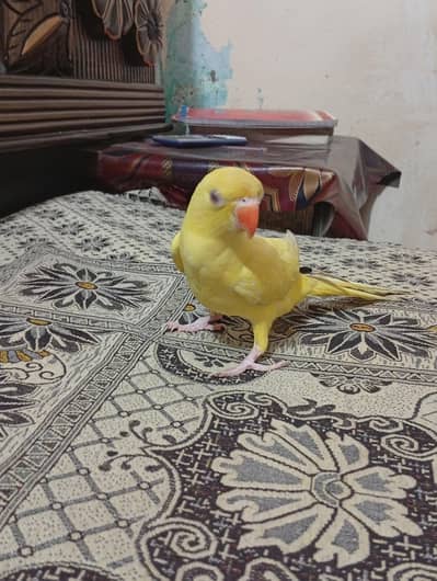 Mashallah yellow ringmeck tame talking male