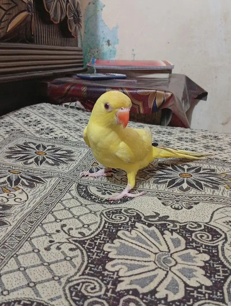 Mashallah yellow ringmeck tame talking male — photo 2