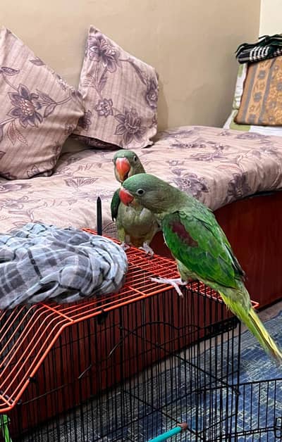 pair for sale