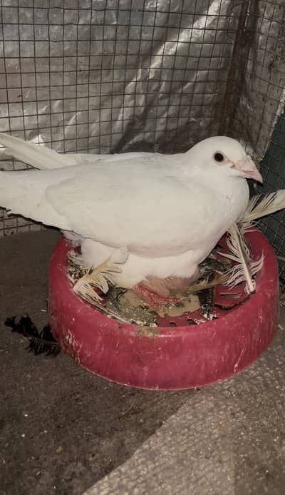 White Breeder Qasid Pigeon