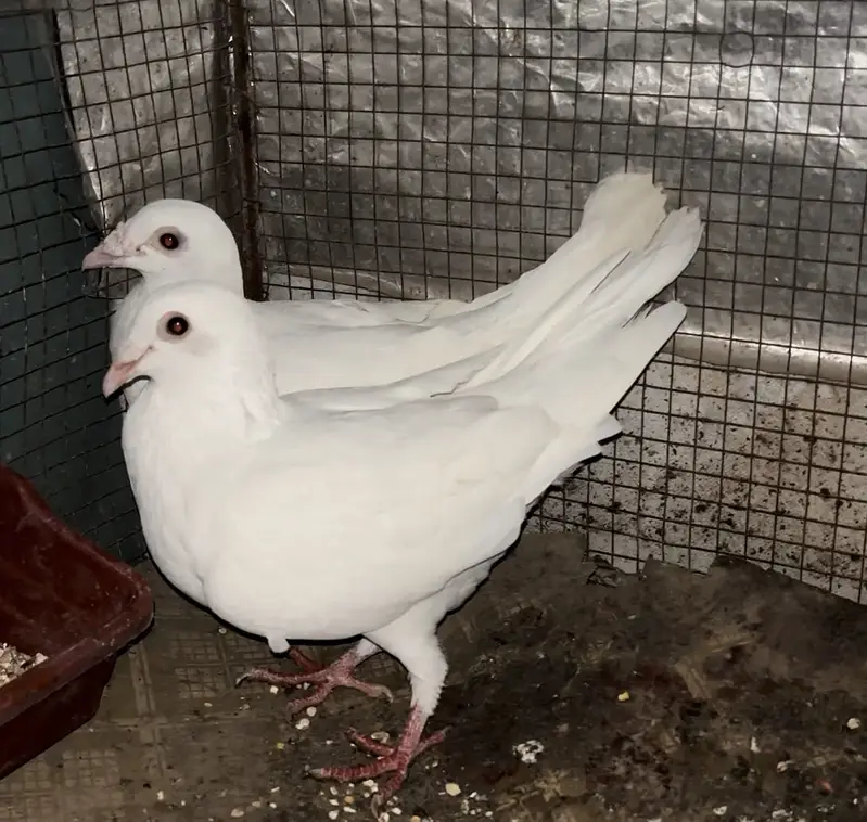 White Breeder Qasid Pigeon — photo 2