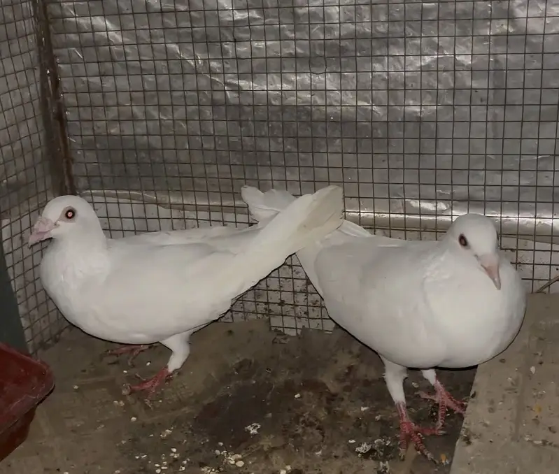 White Breeder Qasid Pigeon — photo 3