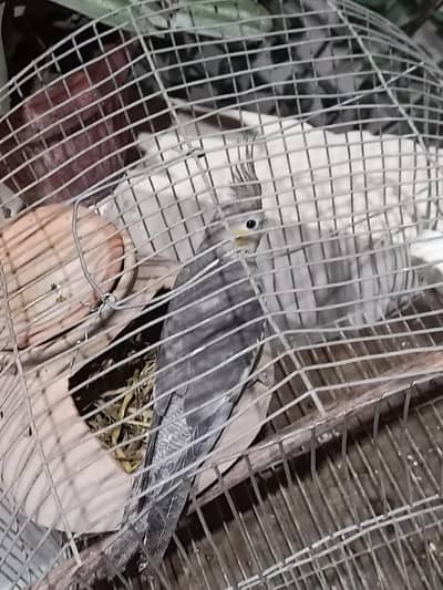 I'm selling a female of cocktail parrot