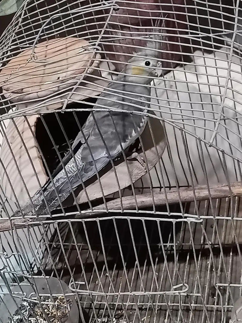 I'm selling a female of cocktail parrot — photo 2