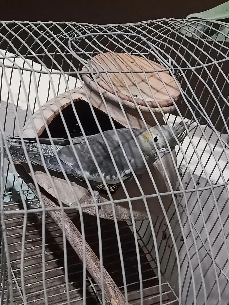 I'm selling a female of cocktail parrot — photo 3