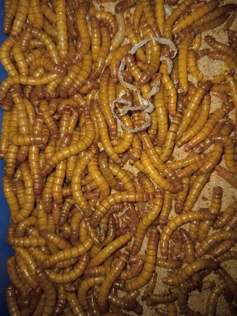 Mealworms 0