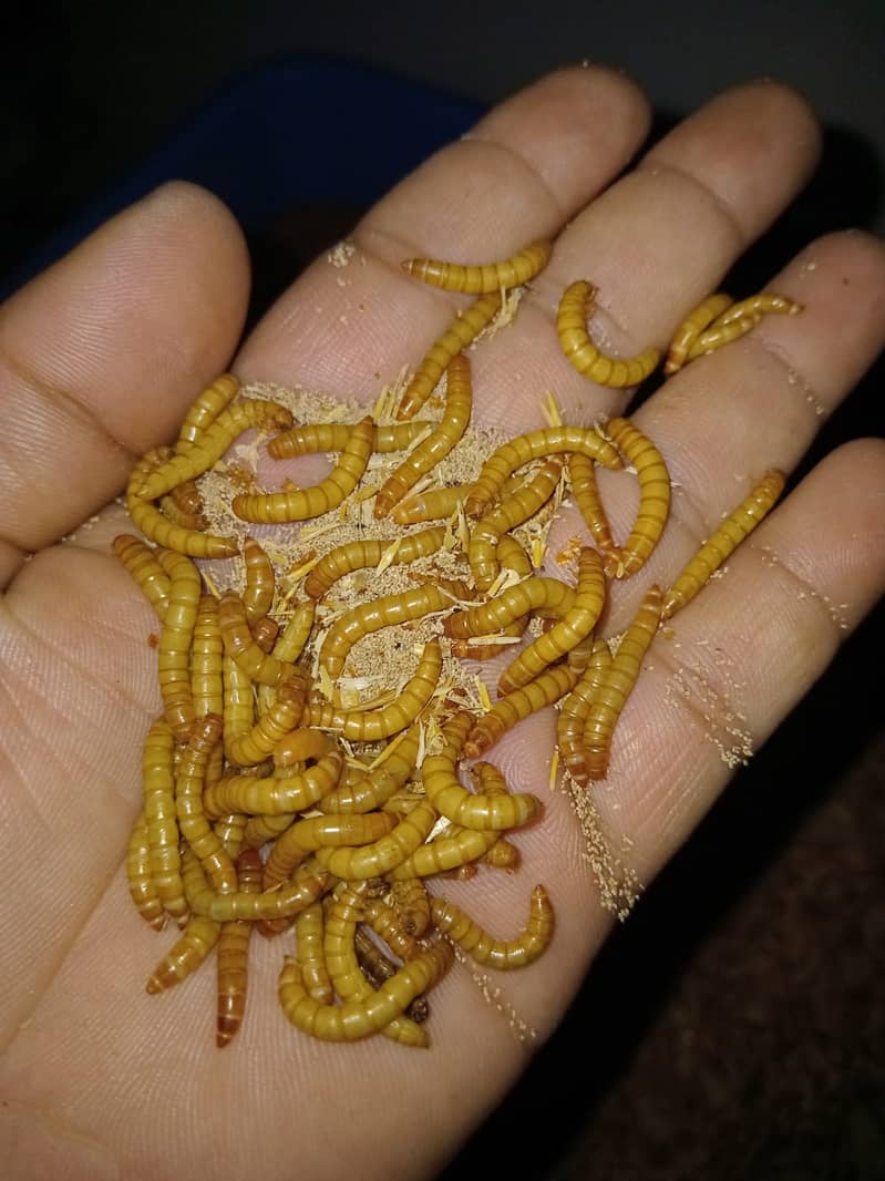 Mealworms 1