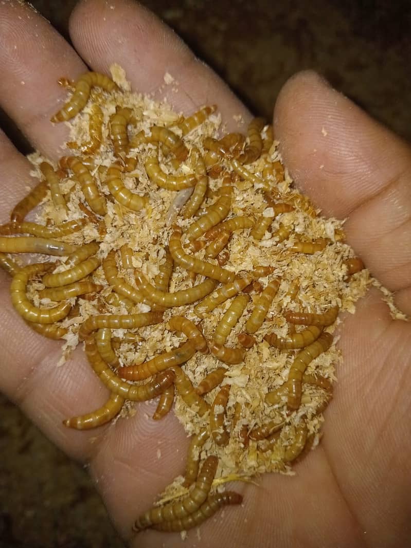 Mealworms 2