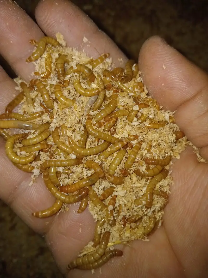 Mealworms — photo 3