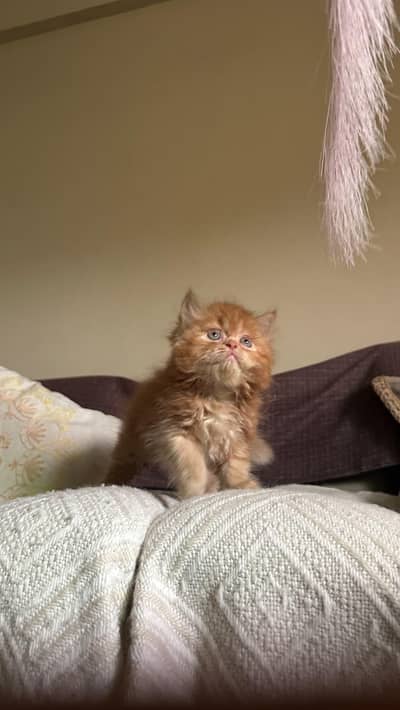 Persian kitten